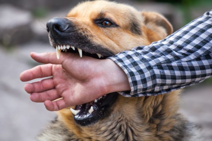 Dog bite injury lawyer lawyers angeles los attack victims law