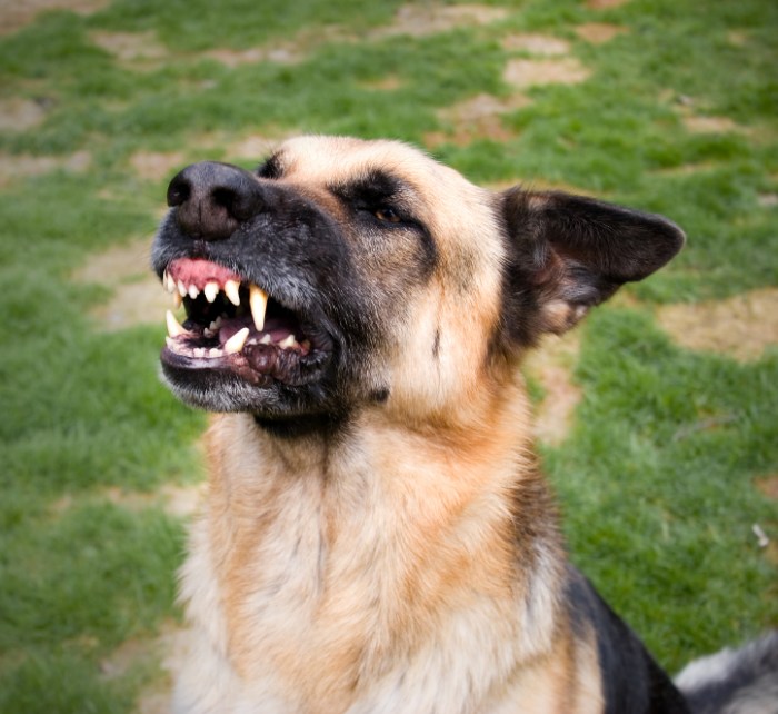 Dog bite mean people lawyers animal greeting diego growls san repellents attack injuries growling dangerous istockphoto when law handle wild